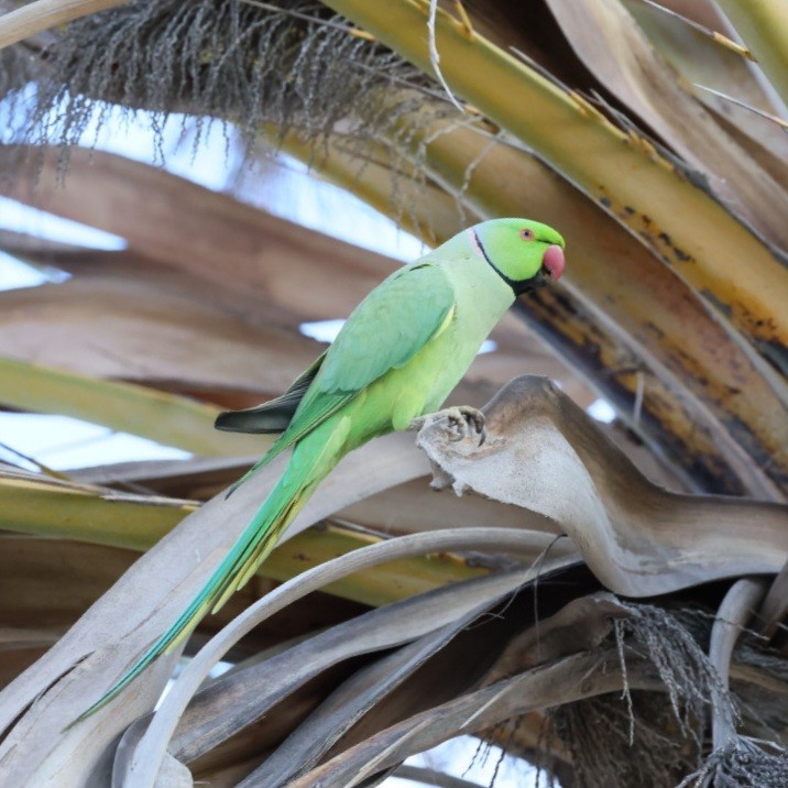 Rose-ringed Parakeet - ML646753498