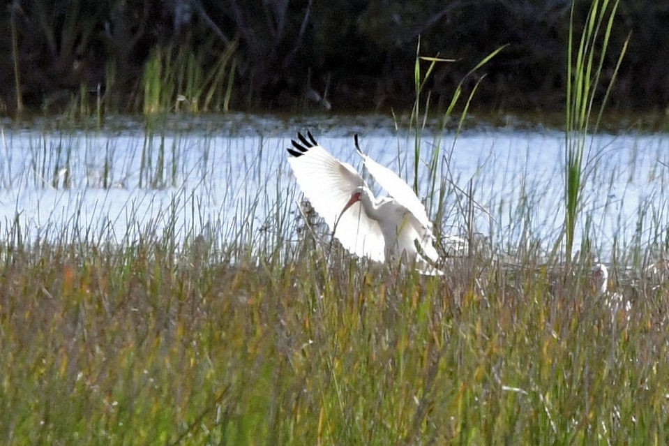 White Ibis - ML646753499