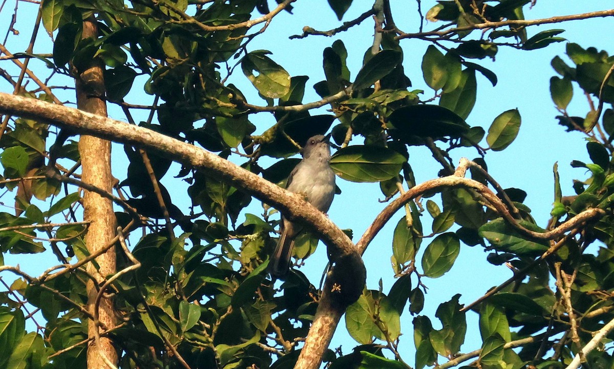 sangerfluesnapper - ML646753501