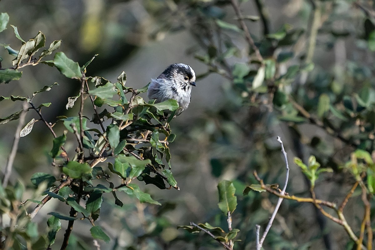 Long-tailed Tit - ML646753503