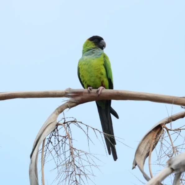 Nandaysittich - ML646753504