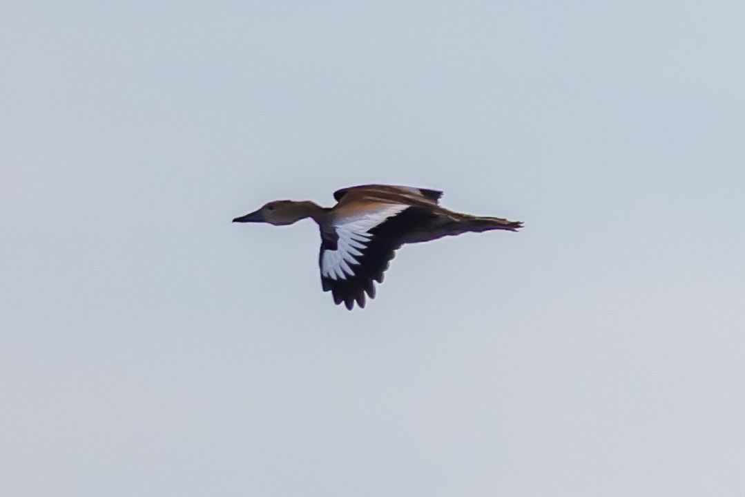 Rotschnabel-Pfeifgans - ML646753505