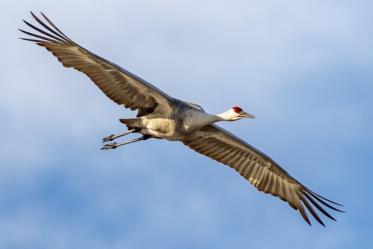 Kanadakranich - ML646753510