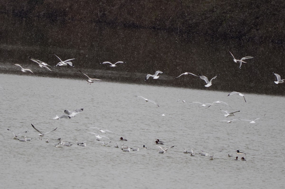 Common Merganser - ML646753511