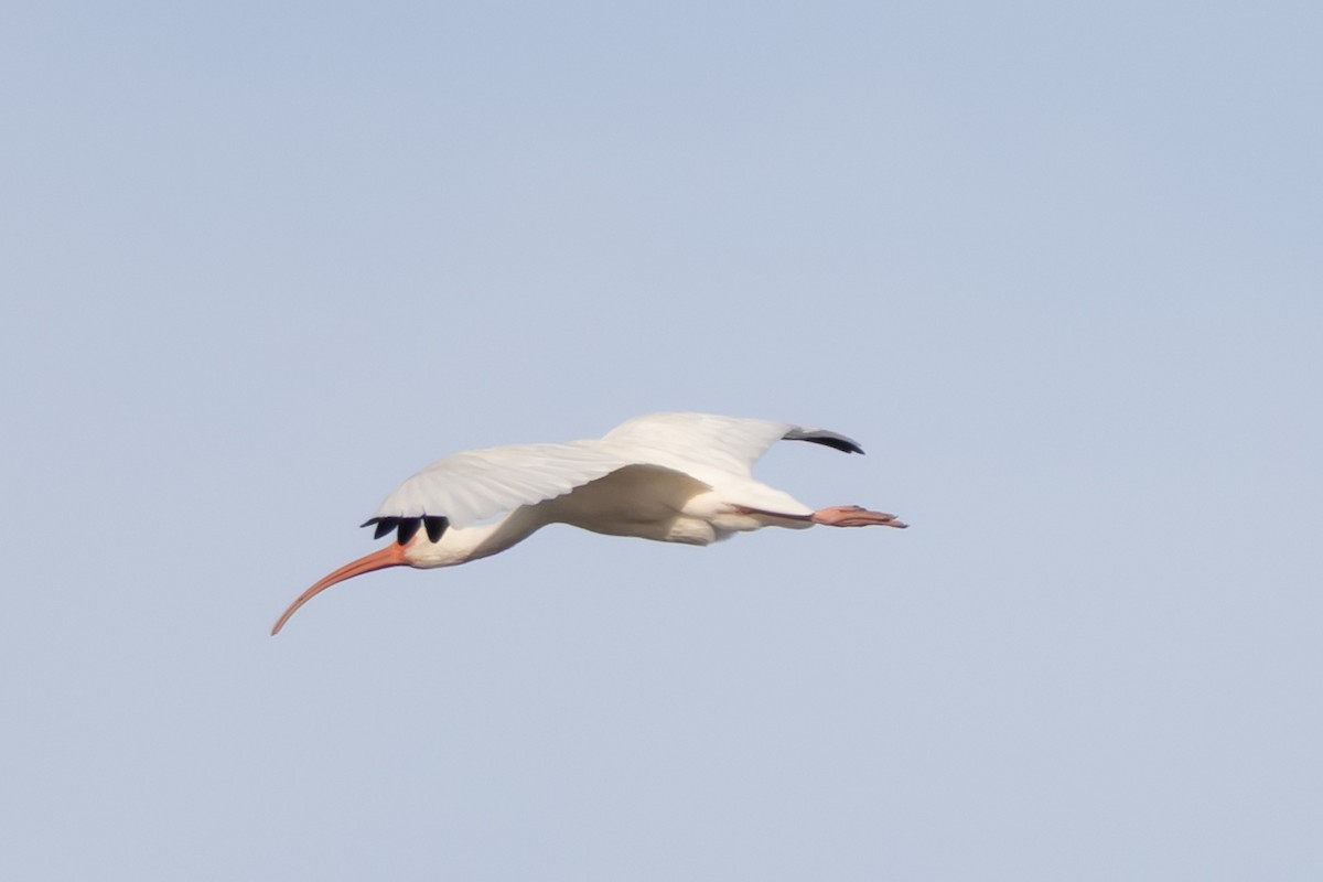 Schneesichler - ML646753513