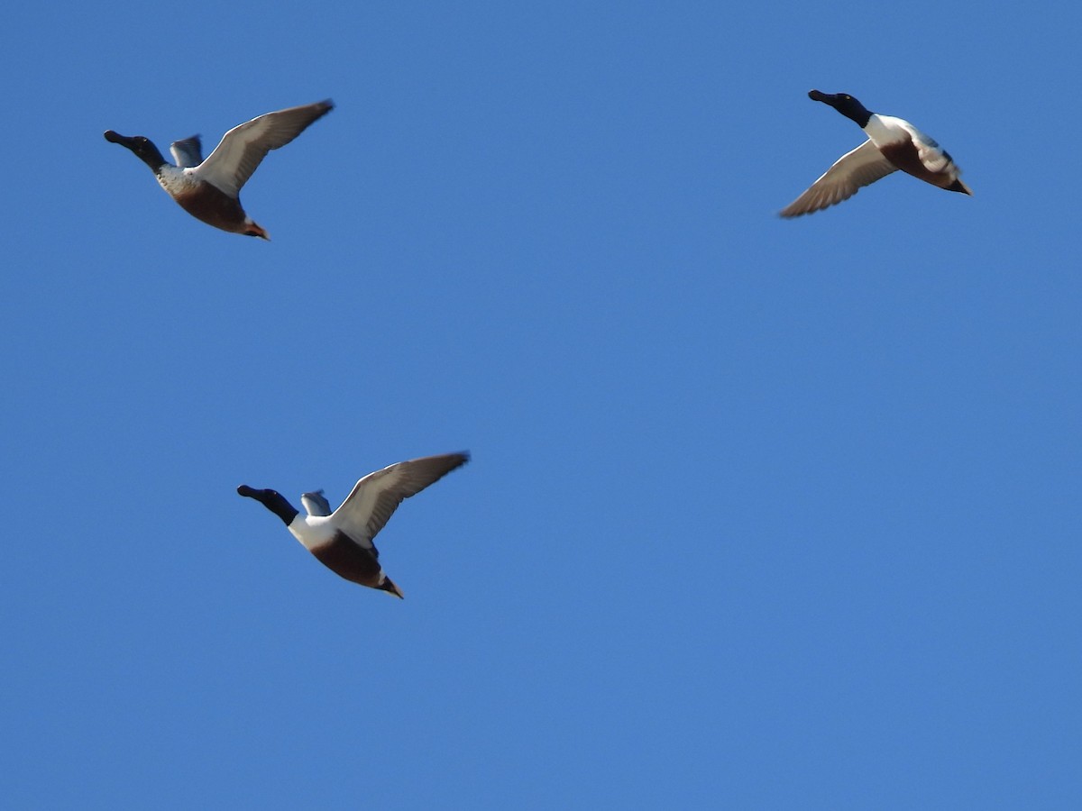 琵嘴鴨 - ML646753514