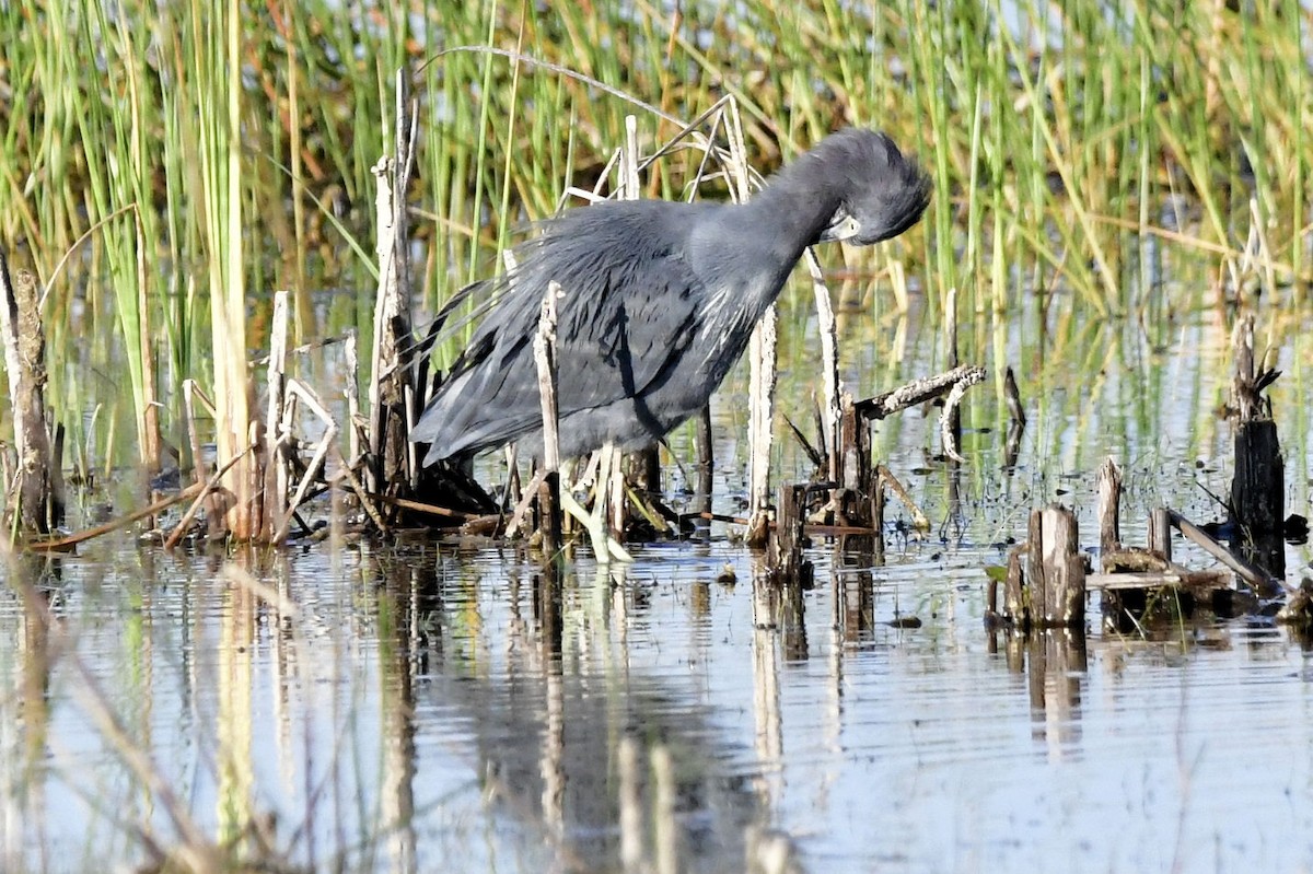 Little Blue Heron - ML646753517