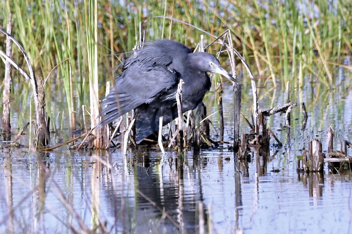 Little Blue Heron - ML646753518