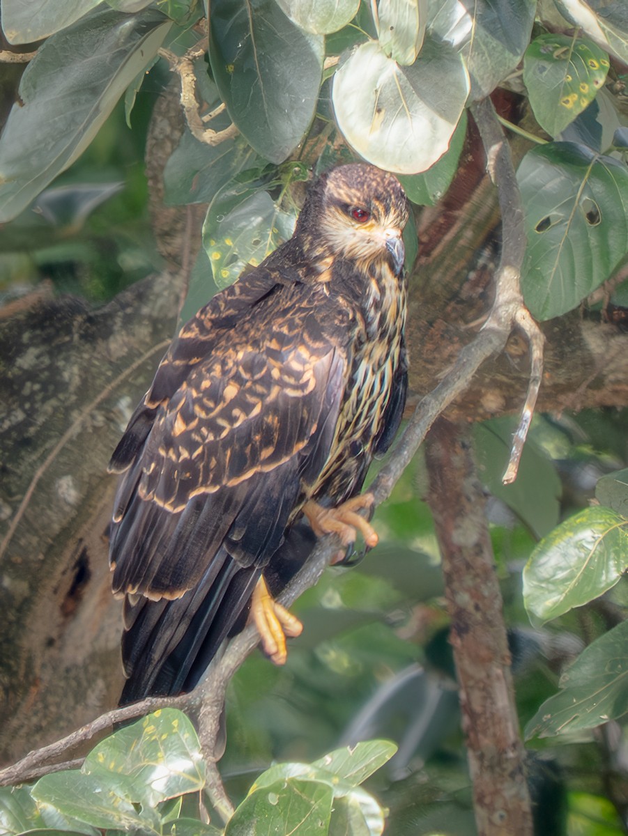 Snail Kite - ML646753520