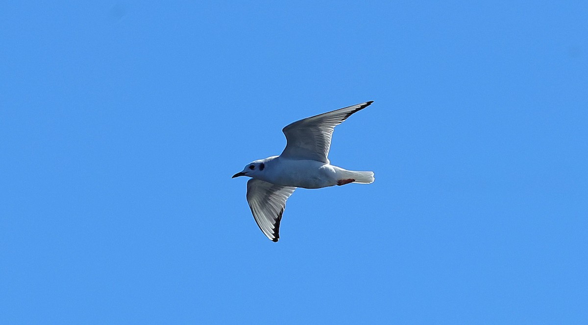 Bonaparte's Gull - ML646753521