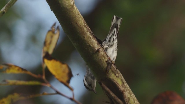 Black-and-white Warbler - ML646753522