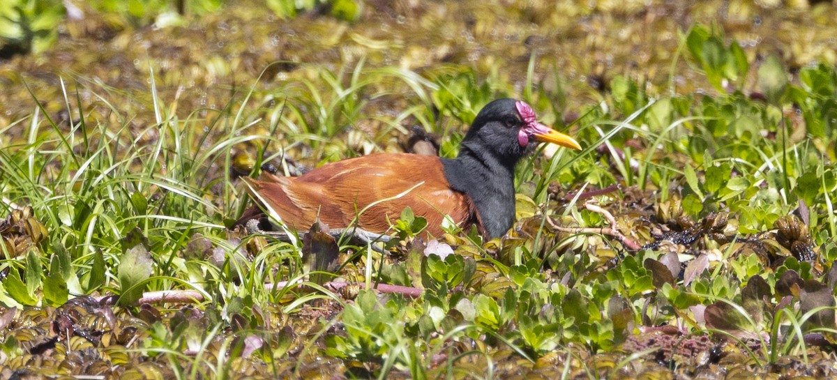 Якана червонолоба - ML646753524