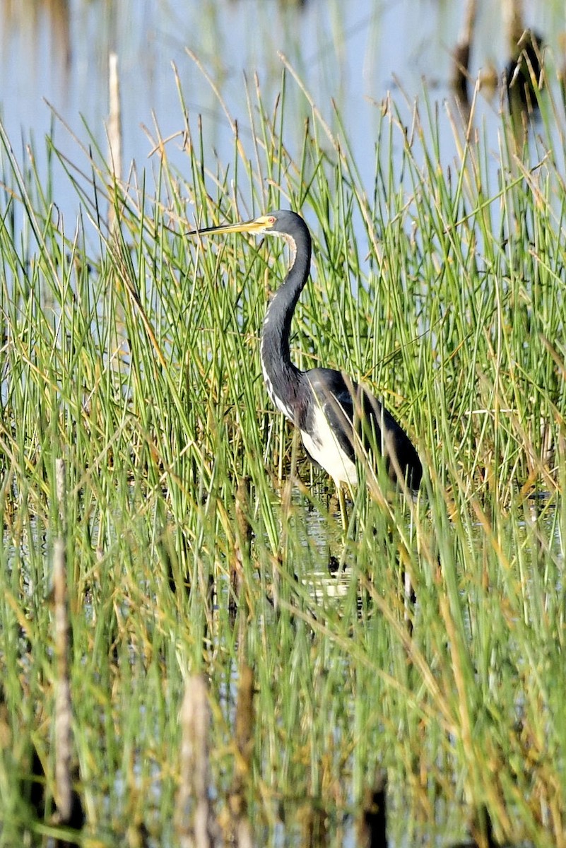 Tricolored Heron - ML646753525