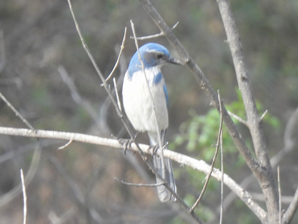 California Scrub-Jay - ML646753526