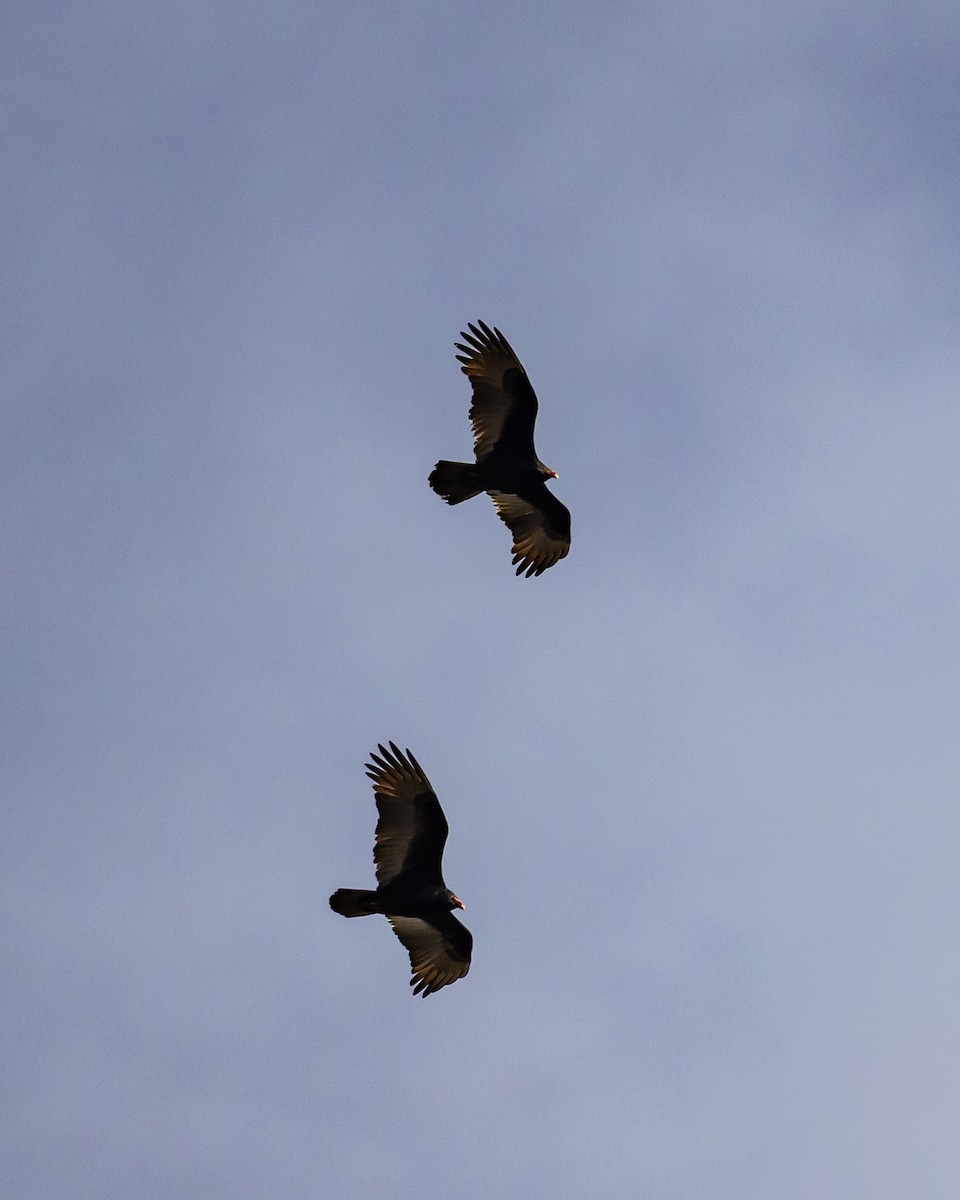 Turkey Vulture - ML646753527