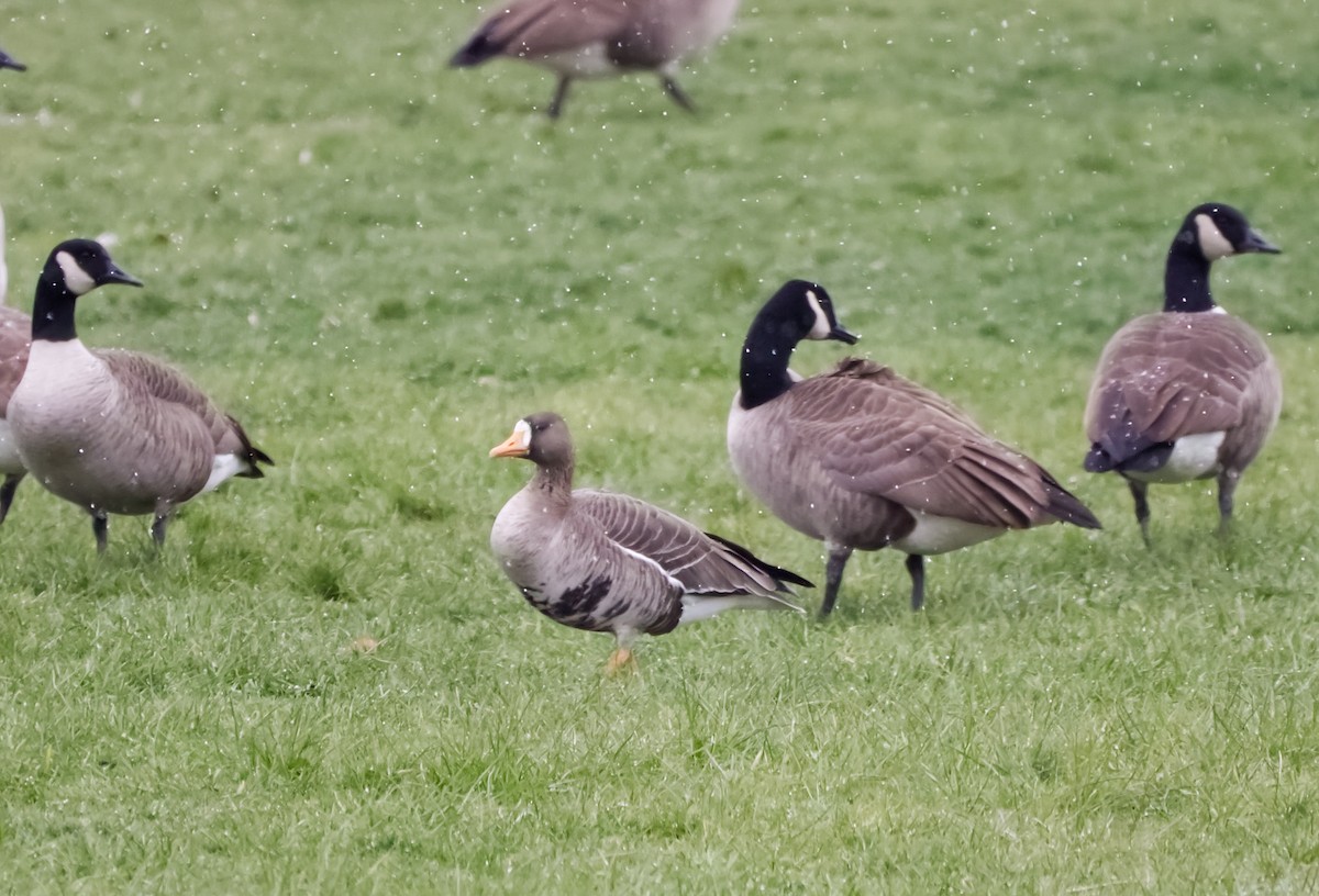 Greater White-fronted Goose - ML646753529