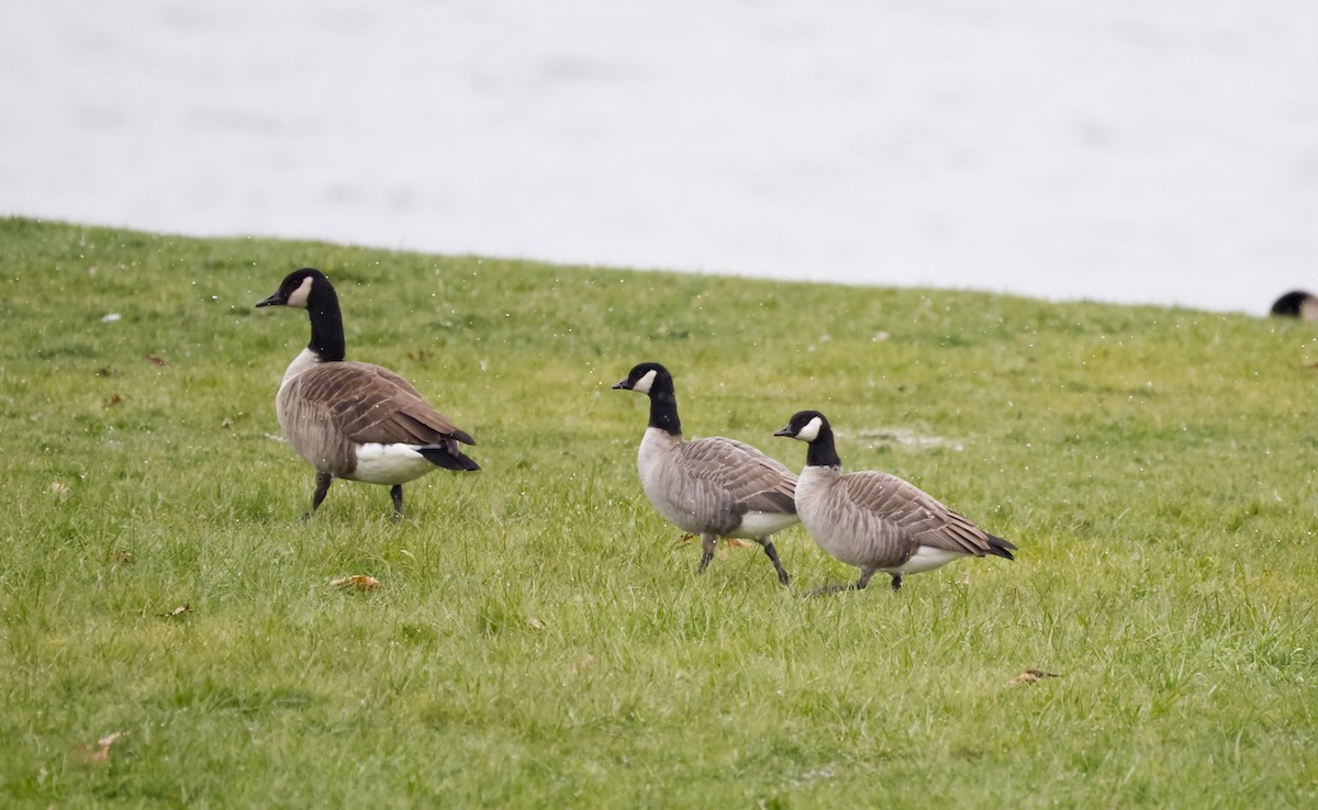 Cackling Goose - ML646753532