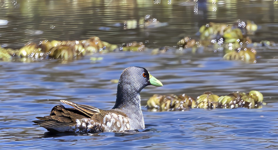 Курочка плямистобока - ML646753533