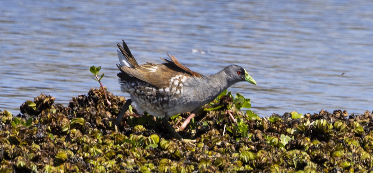 Курочка плямистобока - ML646753534