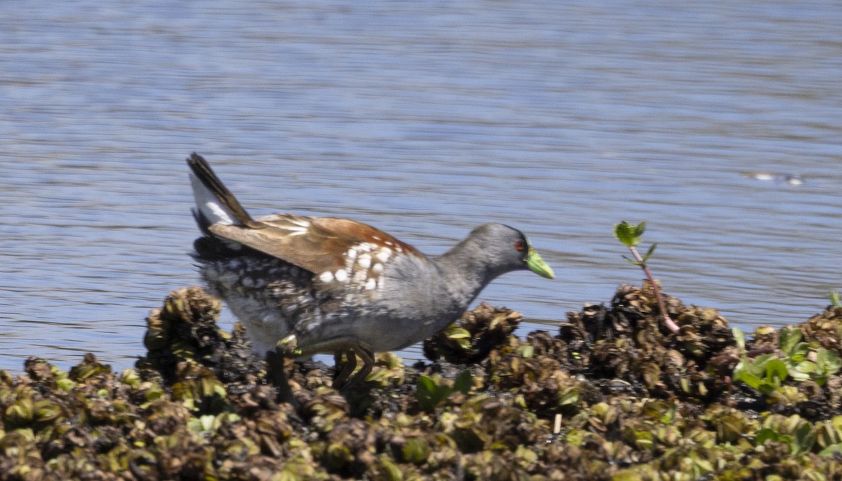 Курочка плямистобока - ML646753535