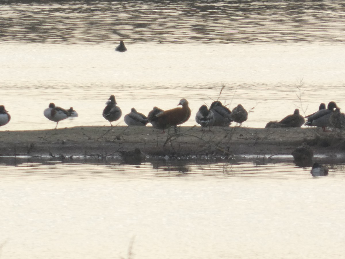 Paita gorrizta - ML646753536