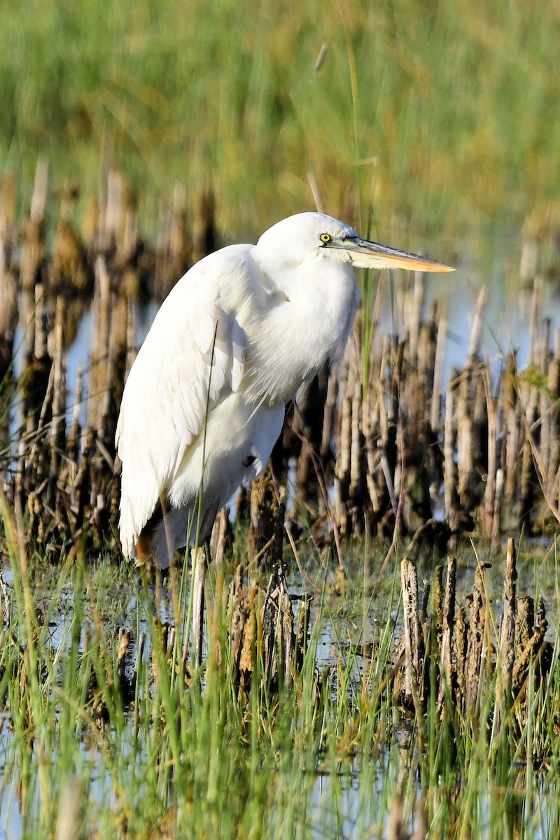 Great Blue Heron (Great White) - ML646753537