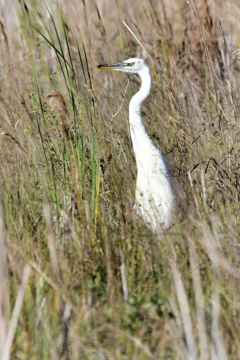 Great Blue Heron (Great White) - ML646753538