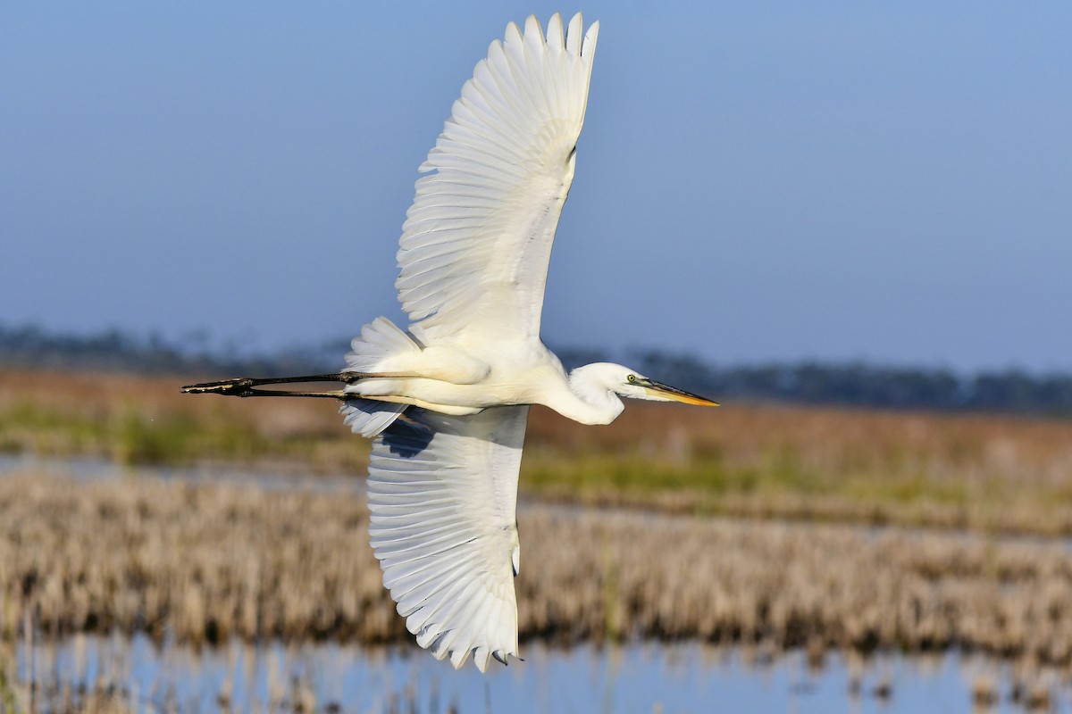 Great Blue Heron (Great White) - ML646753541