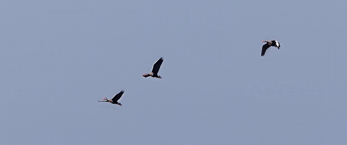 Свистач червонодзьобий - ML646753542