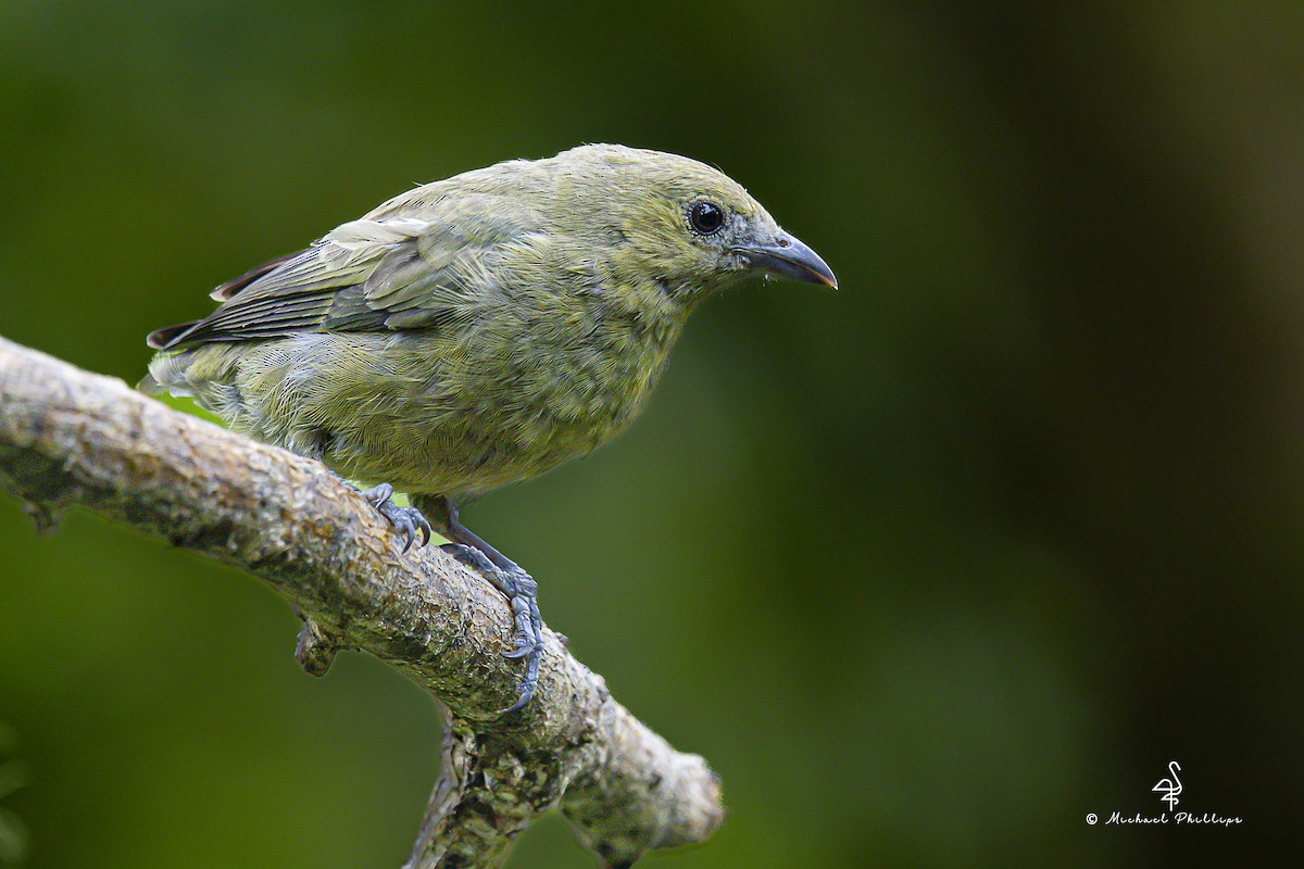 palmetanagar - ML646753544