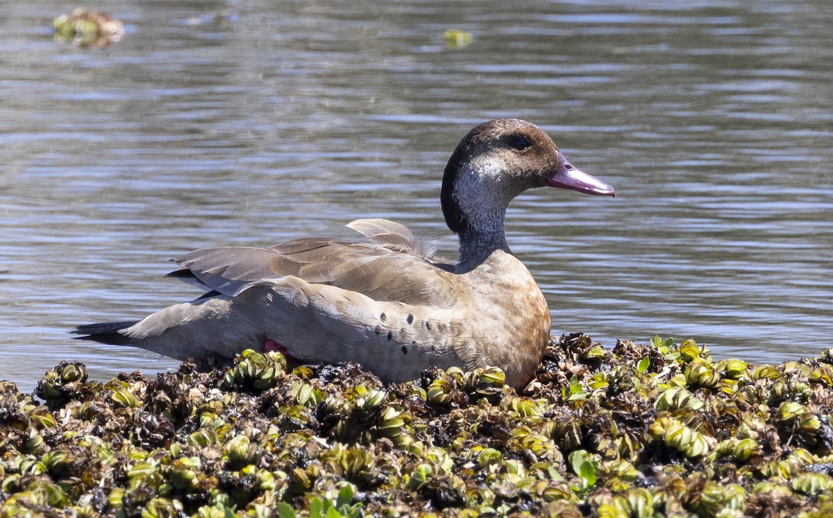 Чирянка бразильська - ML646753545