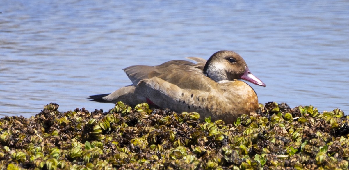 Чирянка бразильська - ML646753546