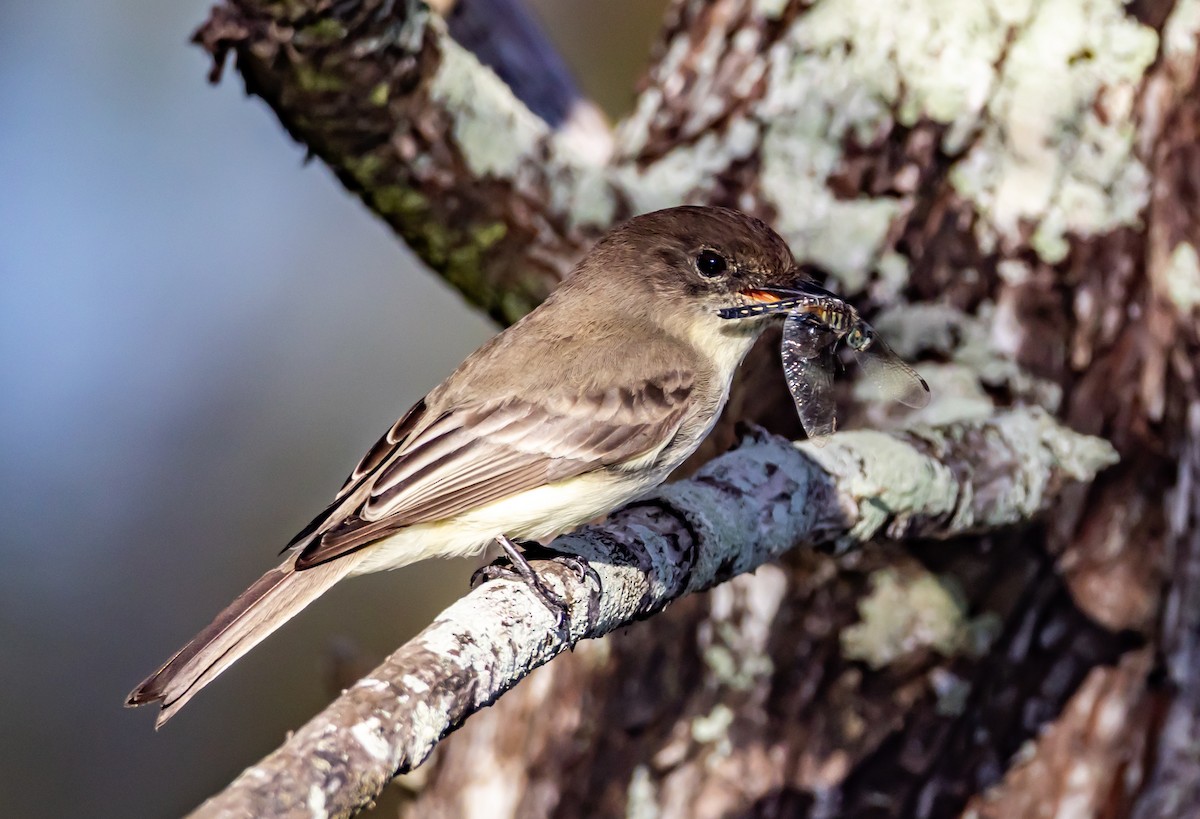 Weißbauch-Phoebetyrann - ML646753548