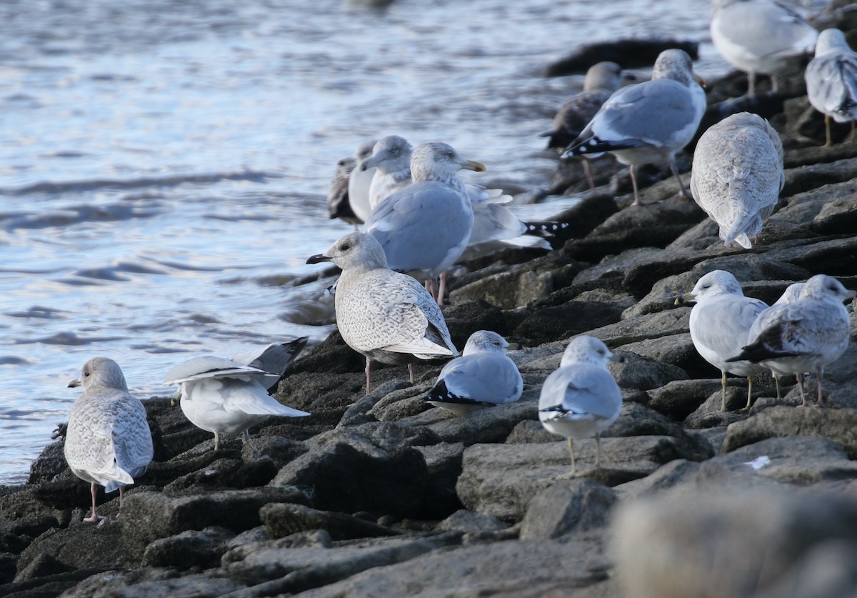 Grönland Martısı - ML646753550