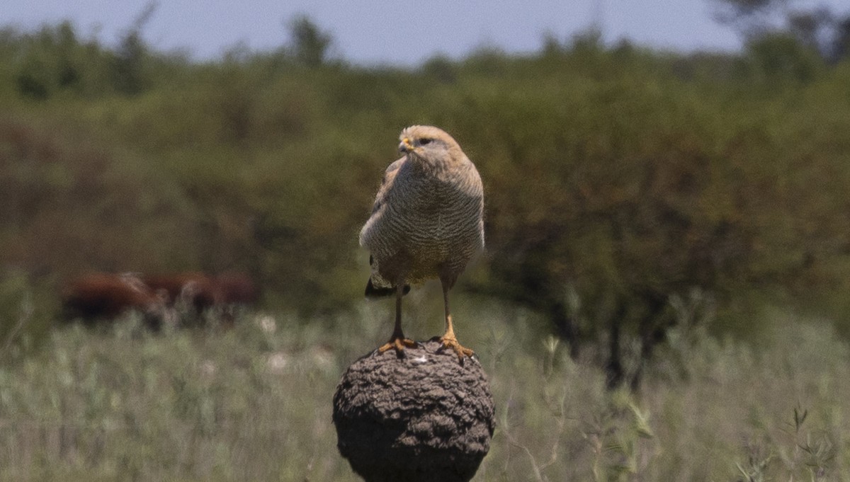 Канюк-крабоїд рудий - ML646753552