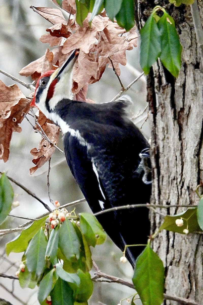 Grand Pic - ML646753554