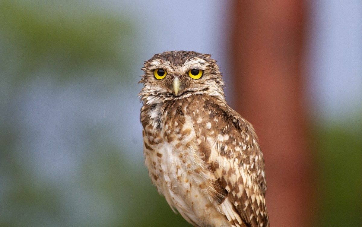 Burrowing Owl - ML646753556