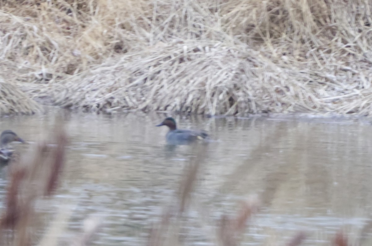 Green-winged Teal - ML646753557
