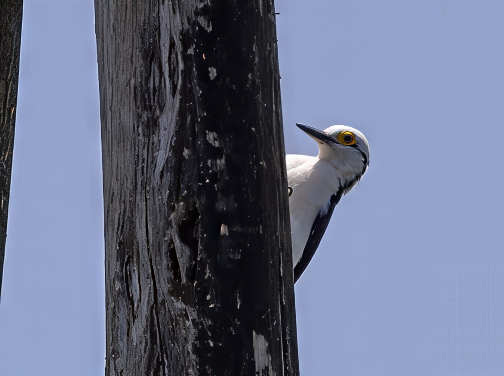 Гіла біла - ML646753558