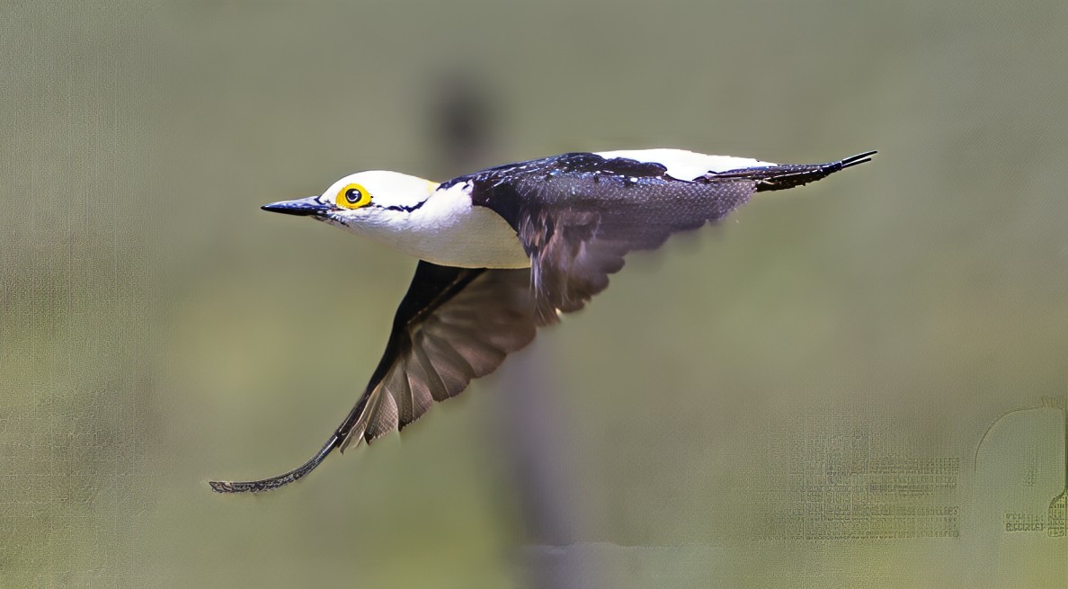 Гіла біла - ML646753559