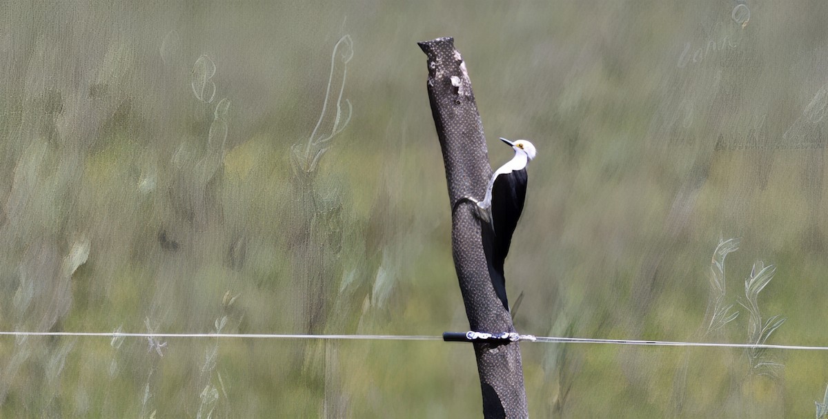 Гіла біла - ML646753561