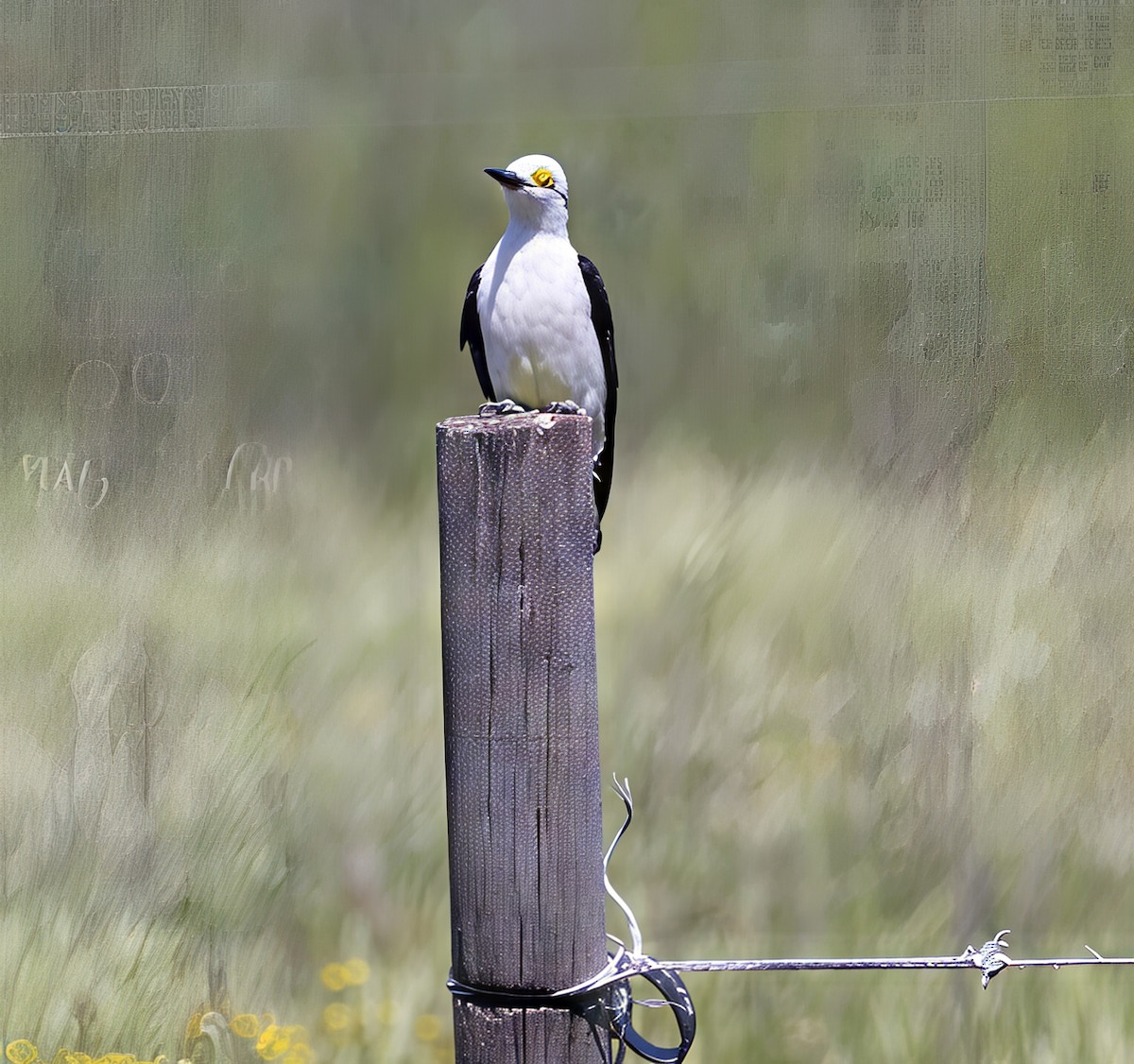 Гіла біла - ML646753562