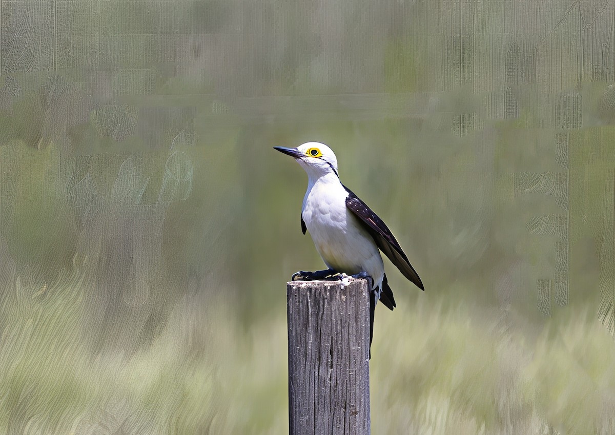 Гіла біла - ML646753563