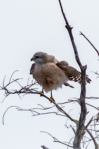 Rotschulterbussard - ML646753564