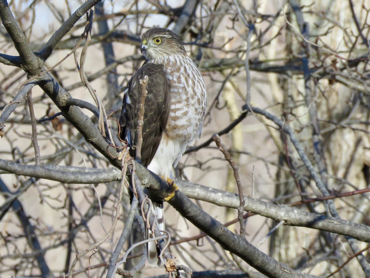 Eckschwanzsperber - ML646753566