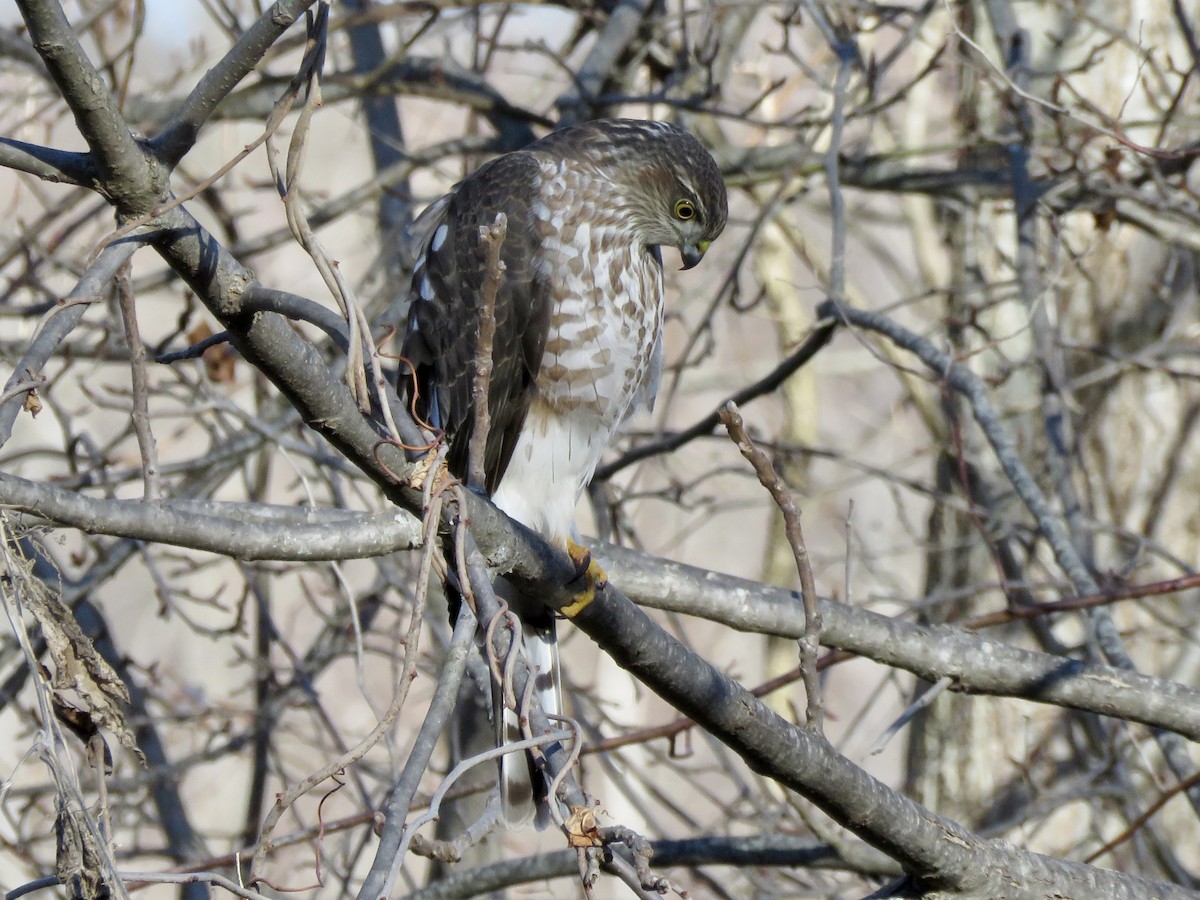 Eckschwanzsperber - ML646753567