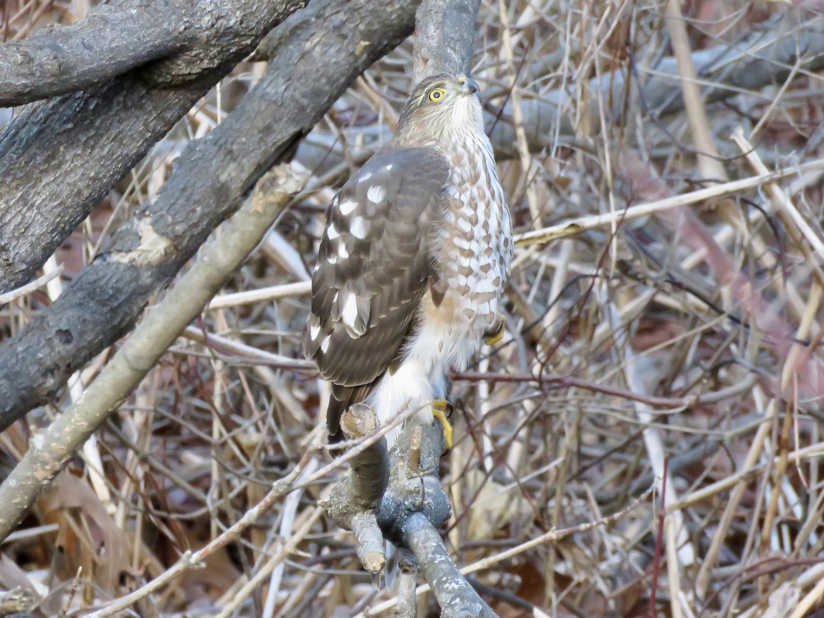 Eckschwanzsperber - ML646753568