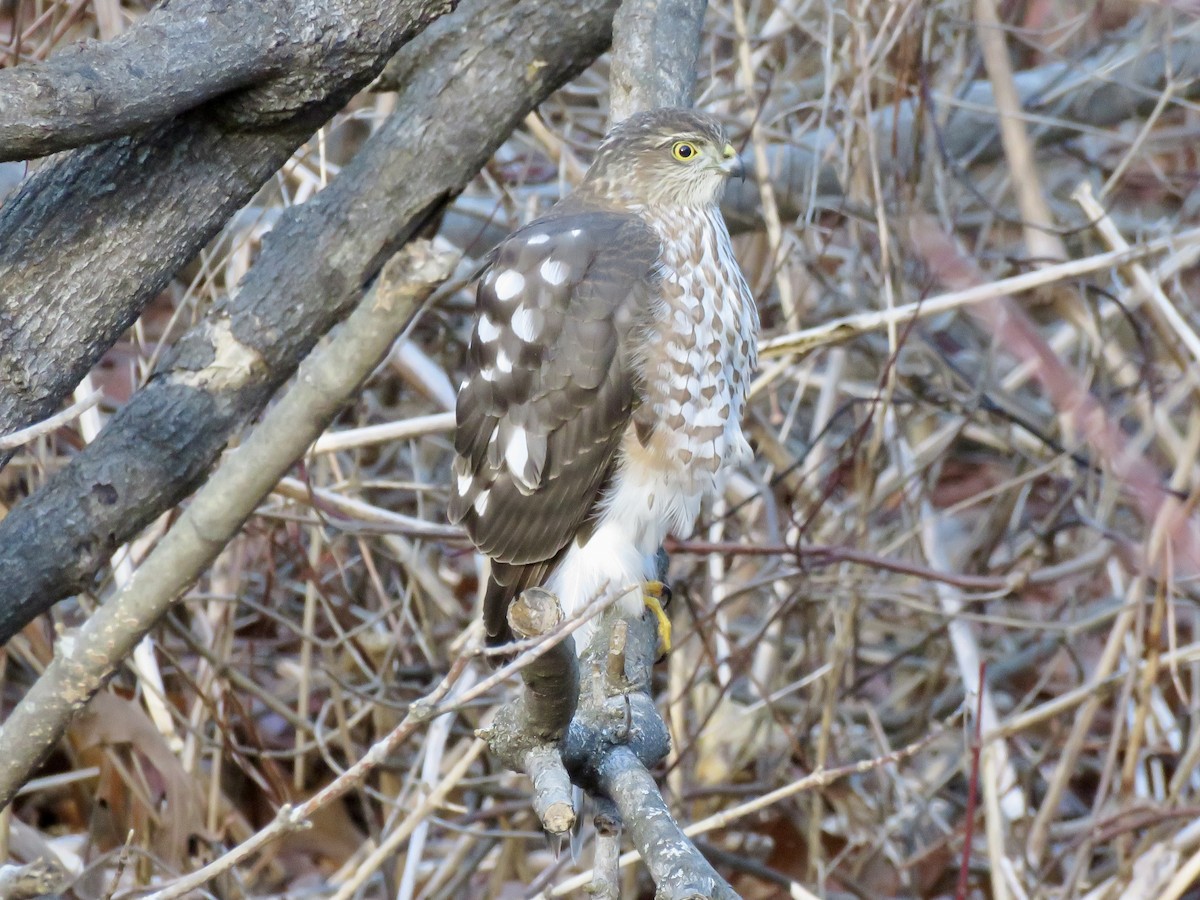 Eckschwanzsperber - ML646753569