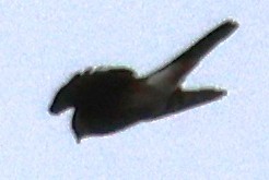 Sharp-shinned Hawk - ML646753571