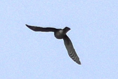 Sharp-shinned Hawk - ML646753572